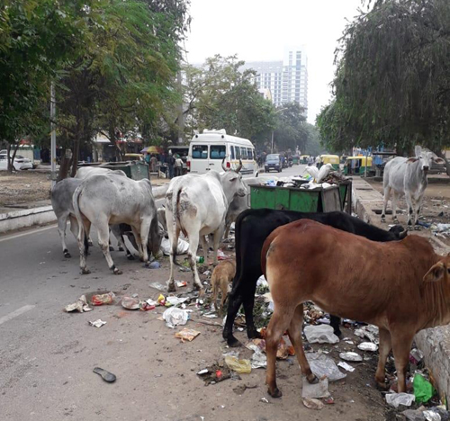 ग्रेटर नोएडा में गंदगी के ढेर, नेताओं की कंपनियों के पास ठेके