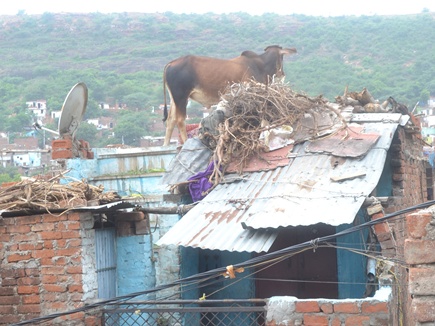 GHAZIABAD: क्या हुआ जब सांड घर की छत पर चढ़ गया