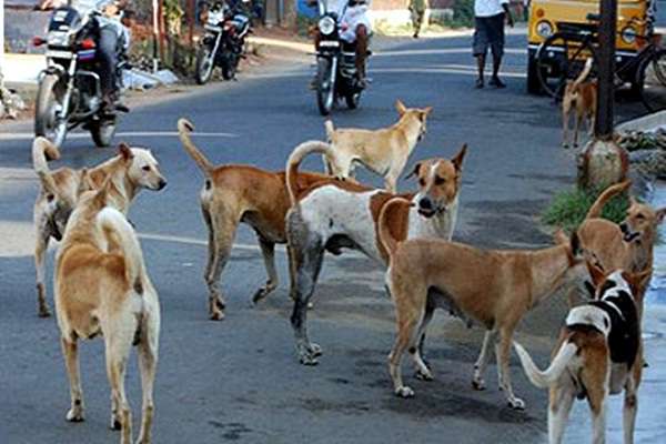 ग्रेनो वेस्ट में छह साल के मासूम पर कुत्ते ने किया हमला, गंभीर