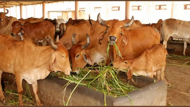 दादरी में 1.20 करोड़ की लागत से बनेगी गोशाला